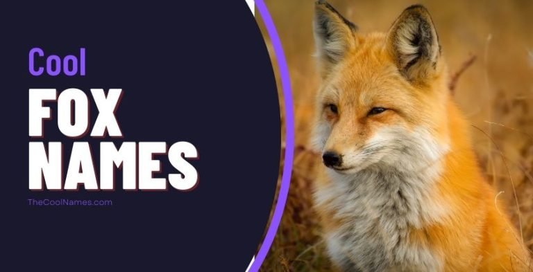 fox names